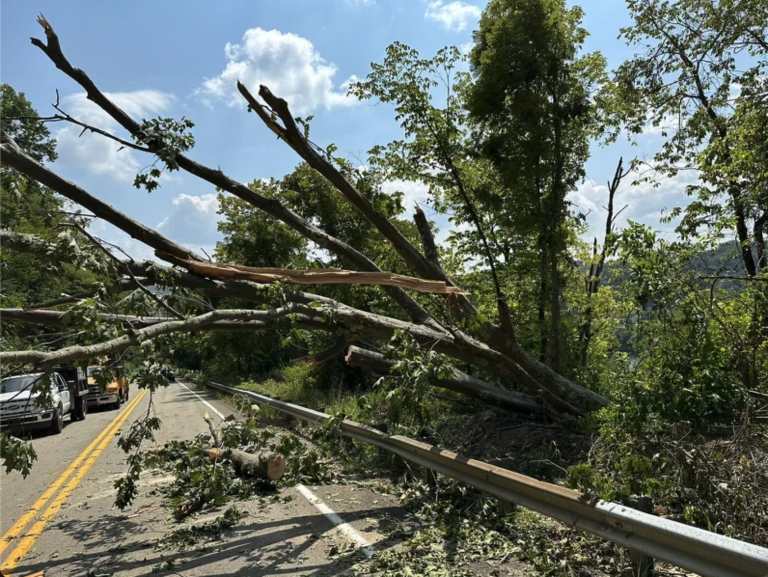 Tree Removal Service in Blairsville, pa